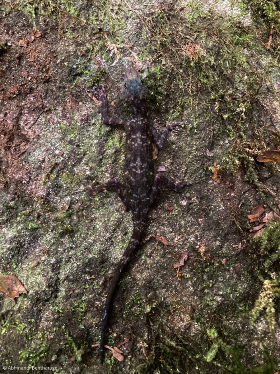 Cnemaspis rammalensis Vidanapathirana, Gehan-Rajeev, Wickramasinghe, Fernando & Mendis-Wicramasinghe, 2014